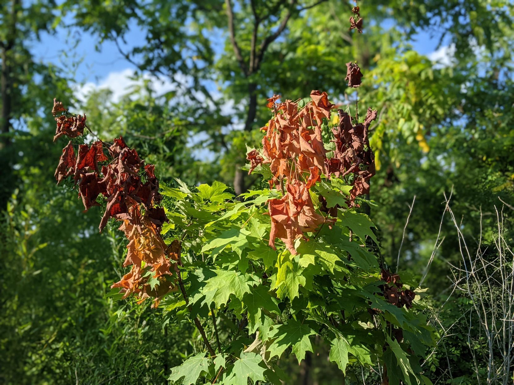Cicada damage